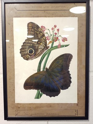 Lot 37 - Manner of Edward Donovan (1768-1837). Three watercolours of Lepidoptera