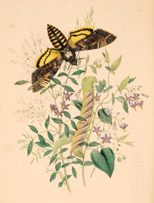 Lot 29 - Humphreys (Henry and Westwood, John). British Moths and their Transformations, 2 vols., 1843-45