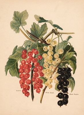 Lot 224 - Fruit and Botany. A collection of approximately 150 prints, 19th & early 20th century
