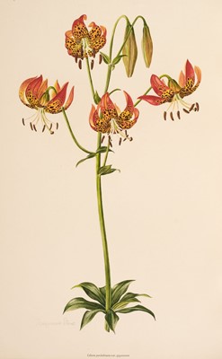 Lot 35 - Turrill (W. B.). A Supplement to Elwes' monograph of the Genus Lilium, parts 8 & 9, 1962
