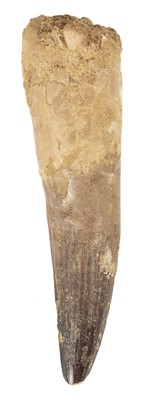 Lot 115 - Spinosaurus Tooth. An exceptionally large tooth from the Cretaceous period