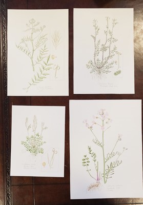 Lot 132 - Flora of Oxfordshire approx 840 illustrations,  1 lot, 500-800