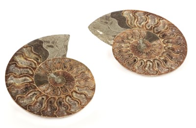 Lot 109 - Cleoniceras. A fine Ammonite, cut through its centre