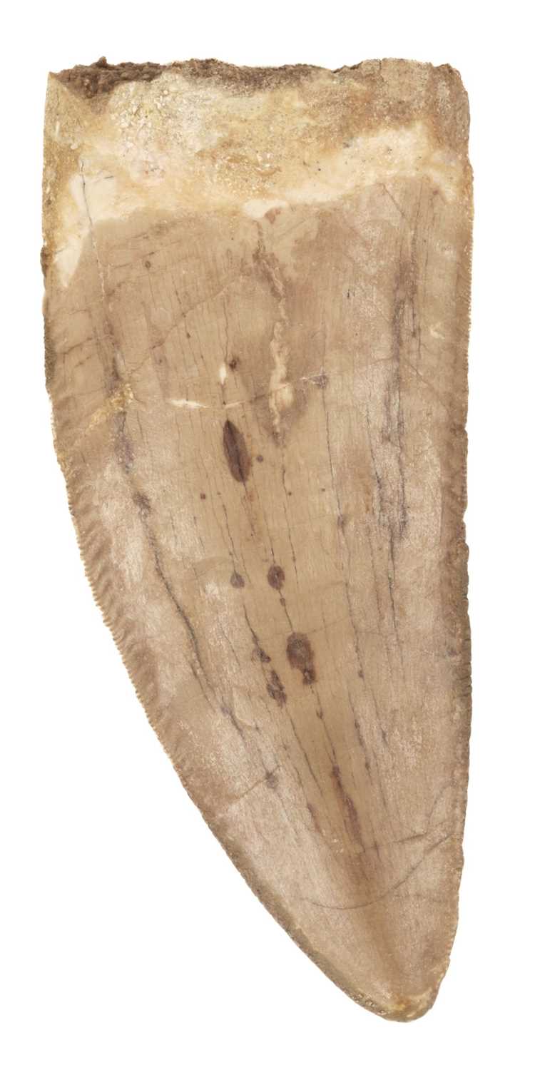 Lot 116 - Tyrannosaurus Tooth. A large and impressive Tooth from the T-rex of North Africa