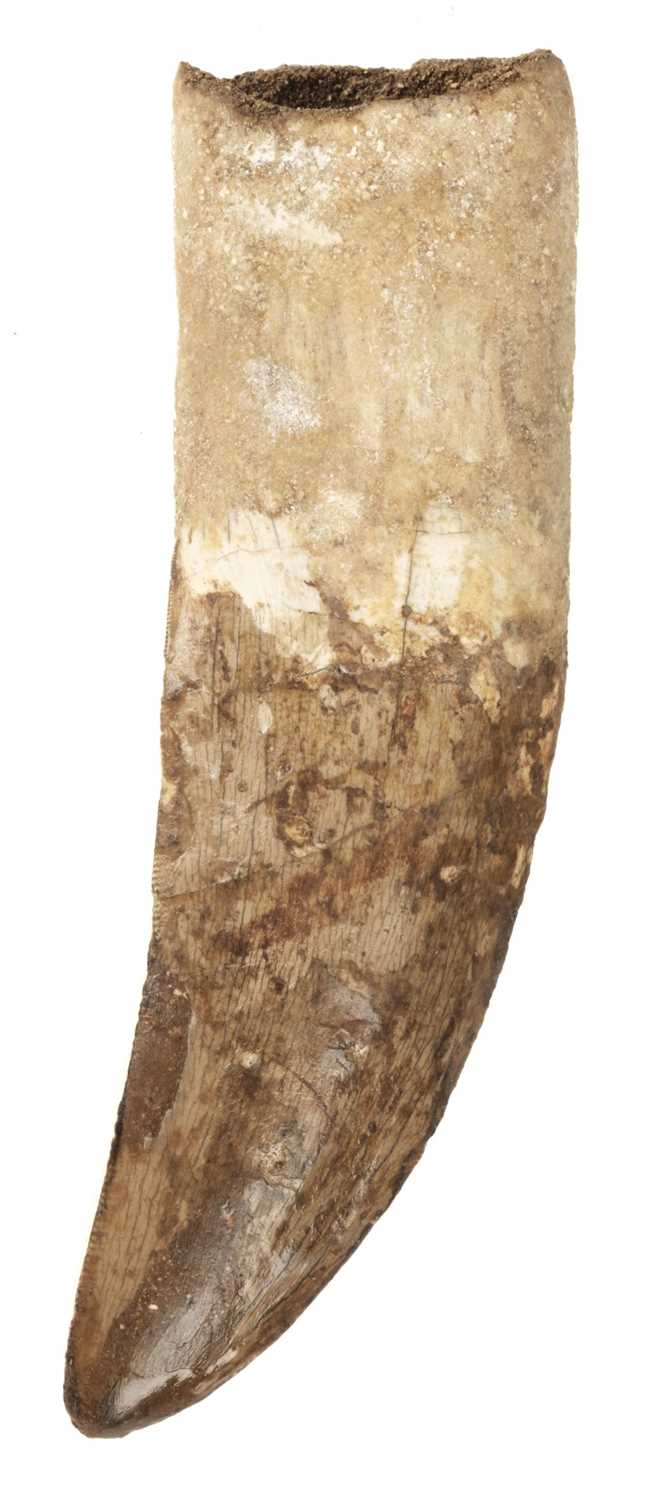 Lot 117 - Tyrannosaurus Tooth. A large and impressive Tooth from the T-rex of North Africa