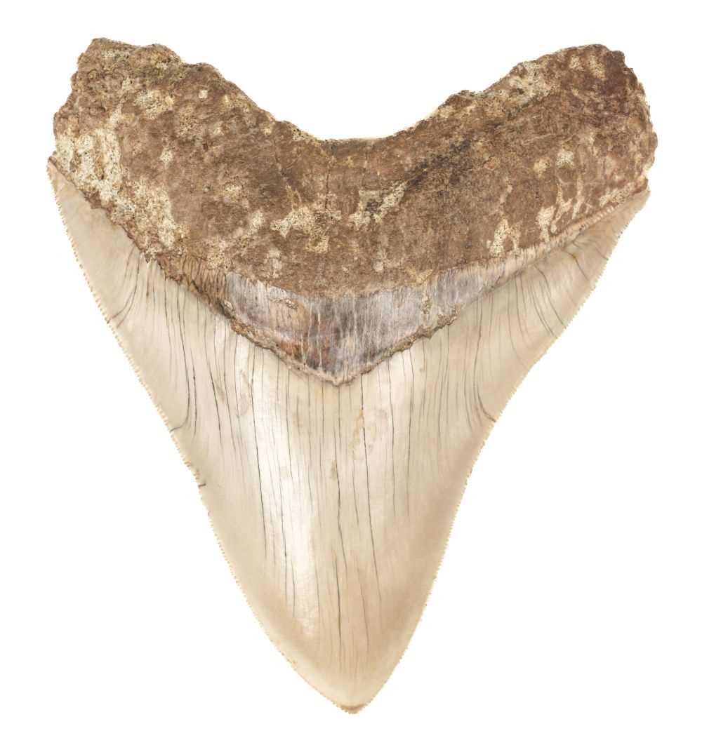 Lot 113 - Megalodon Tooth. A Megalodon tooth from Java,