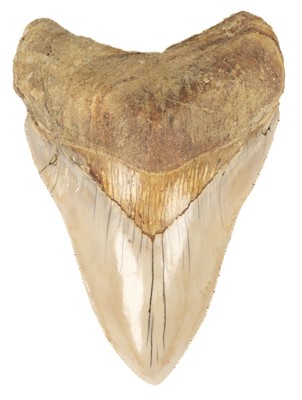 Lot 114 - Megalodon Tooth. A Megalodon tooth, Miocene period from Java, Indonesia