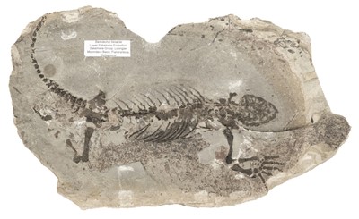 Lot 107 - Barasaurus. A complete reptile from the upper Permian of Fianarantsoa in Madagascar