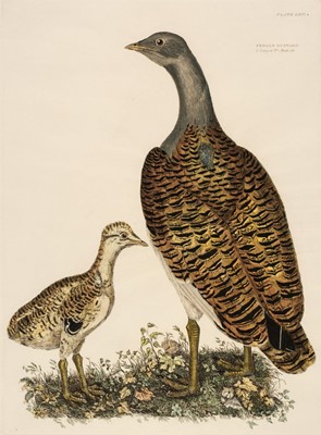 Lot 238 - Selby (John Prideaux). Seven prints from 'British Ornithology', circa 1834