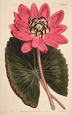 Lot 32 - Curtis (William). Botanical Magazine, 1819