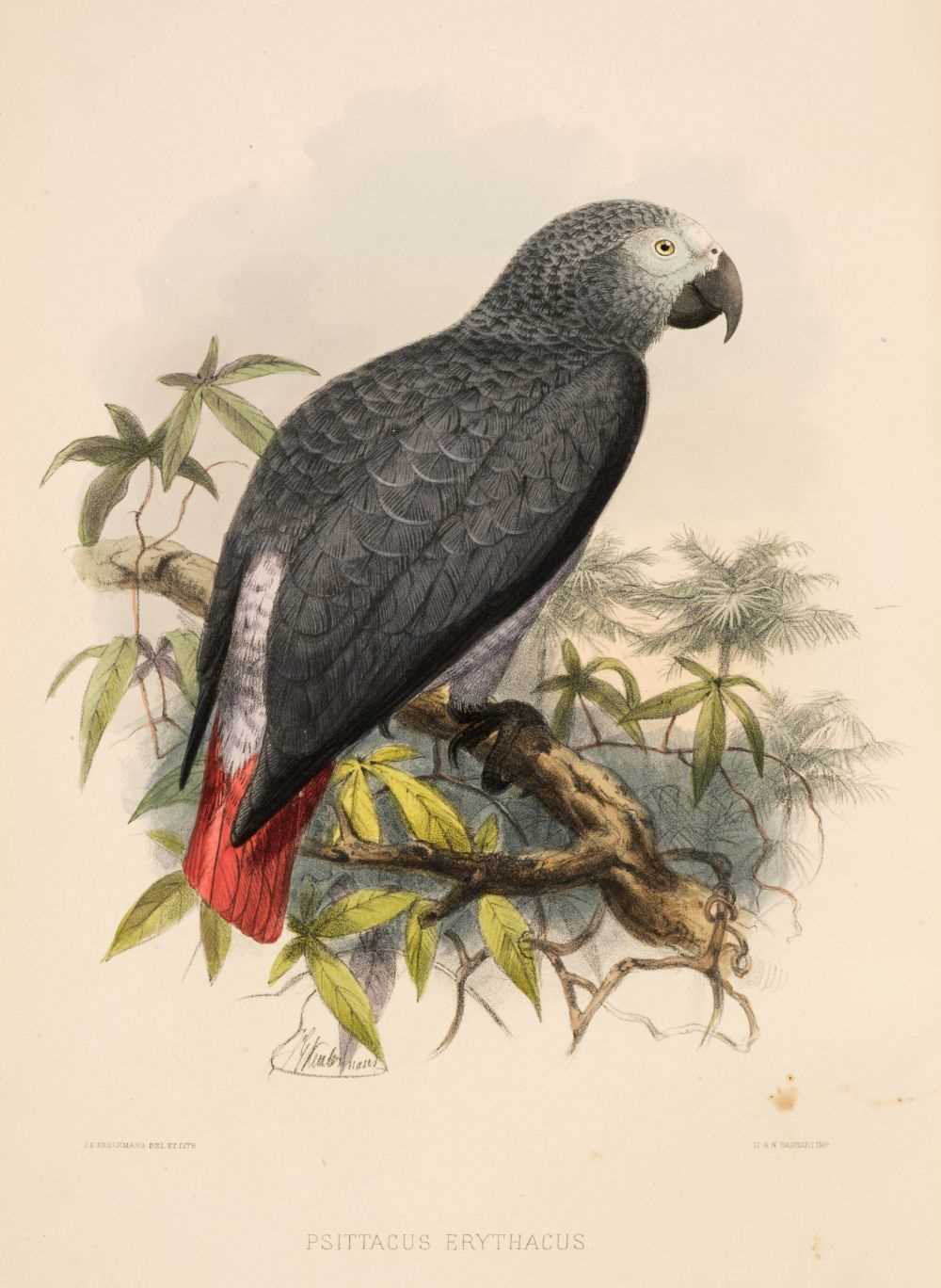 Lot 91 - Keulemans (John Gerard). A Natural History of Cage Birds, parts 1 - 3 (only of 4), 1871