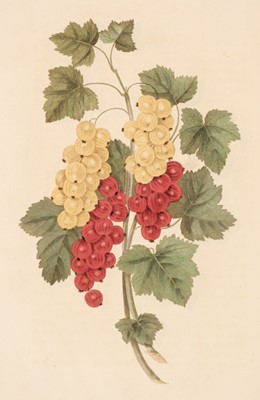 Lot 30 - Brookshaw (George). Groups of Flowers, drawn and accurately coloured after nature..., 1819