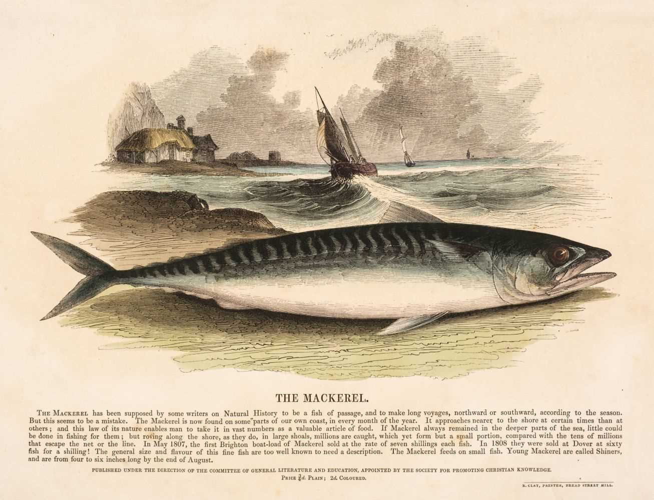 Lot 41 - S. P. C. K. An album of 40 'Plates Illustrative of Natural History', 1845 - 50