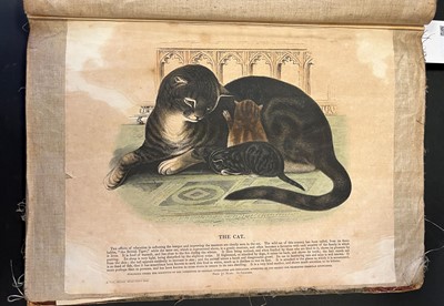 Lot 41 - S. P. C. K. An album of 40 'Plates Illustrative of Natural History', 1845 - 50
