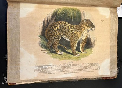 Lot 41 - S. P. C. K. An album of 40 'Plates Illustrative of Natural History', 1845 - 50