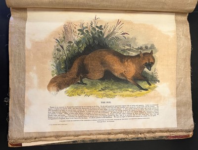 Lot 41 - S. P. C. K. An album of 40 'Plates Illustrative of Natural History', 1845 - 50