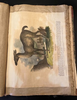 Lot 41 - S. P. C. K. An album of 40 'Plates Illustrative of Natural History', 1845 - 50