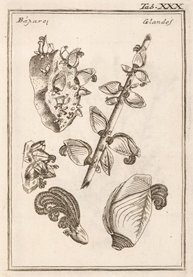 Lot 31 - Colonna (Fabio). Lyncei Phytobasanon cui accessit vita Fabi et Lynceorum notitia, 1744