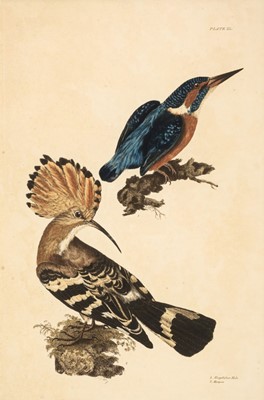 Lot 290 - Selby (John Prideaux). Two prints from 'British Ornithology', circa 1834