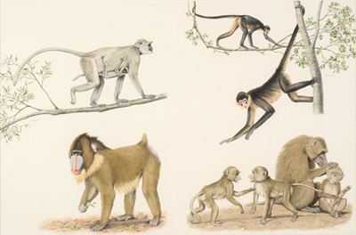 Lot 733 - Barrett (Peter, 1935). Monkeys, watercolour, pen and ink