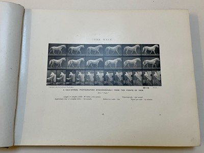 Lot 68 - Muybridge (Eadweard). Animals in Motion. An electro-photographic investigation..., 1899