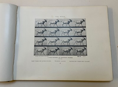 Lot 68 - Muybridge (Eadweard). Animals in Motion. An electro-photographic investigation..., 1899