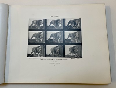 Lot 68 - Muybridge (Eadweard). Animals in Motion. An electro-photographic investigation..., 1899