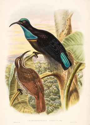 Lot 254 - Gould (John & Hart W.). Four lithographs from 'Monograph of the Paradiseidae' circa 1891