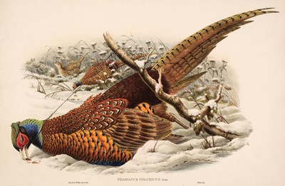 Lot 255 - Gould (John & Hart W.). Phasianus Colchicus, [1862 - 73]