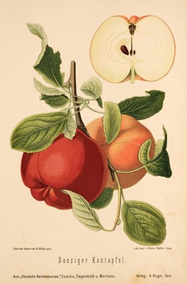 Lot 249 - Fruit. A collection of approximately 100 lithographs, 19th-century