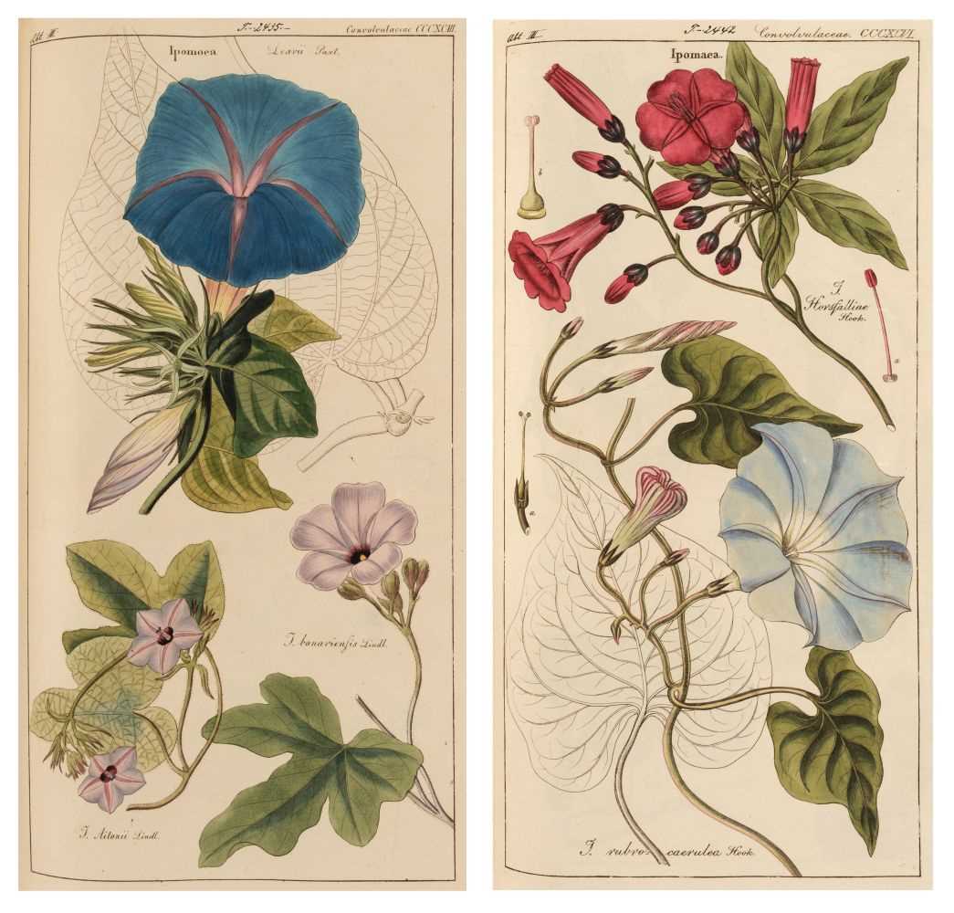 Lot 87 - Dietrich (Dr. David). Flora Universalis in