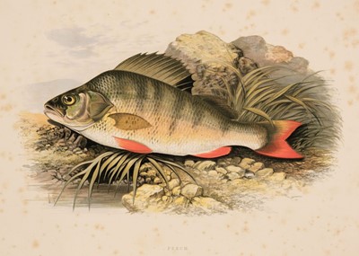 Lot 88 - Houghton (William). British Fresh-Water Fishes, 2 volumes in 1, London: William Mackenzie, [1879]