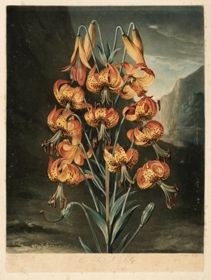 Lot 265 - Thornton (Dr Robert). The Superb Lily, June 1st. 1799