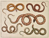 Lot 283 - Snakes.