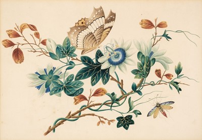 Lot 84 - English School. Watercolour of Butterflies and Passion Flowers, circa 1830
