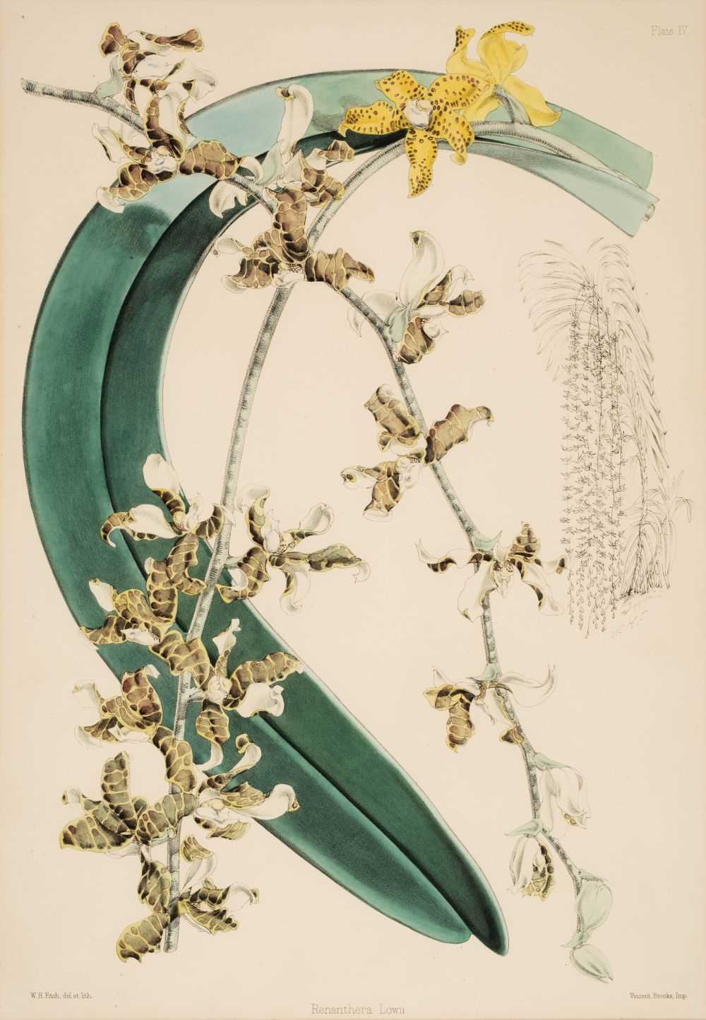 Lot 152 - Fitch (Walter Hood, 1817-1892). Orchids 'Remanthera Lowii' and 'Cattleya Regnellii'