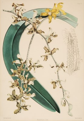 Lot 152 - Fitch (Walter Hood, 1817-1892). Orchids 'Remanthera Lowii' and 'Cattleya Regnellii'
