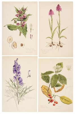 Lot 68 - Flora of Oxfordshire. A collection of approximately 250 botanical illustrations, 1950s