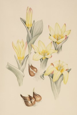 Lot 128 - Grierson (Mary, 1912-2012). Tulipa kaufmanniana, & 2 others