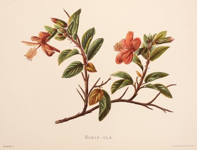 Lot 77 - Sinclair (Isabella). Indigenous Flowers of the Hawaiian Islands, 1885