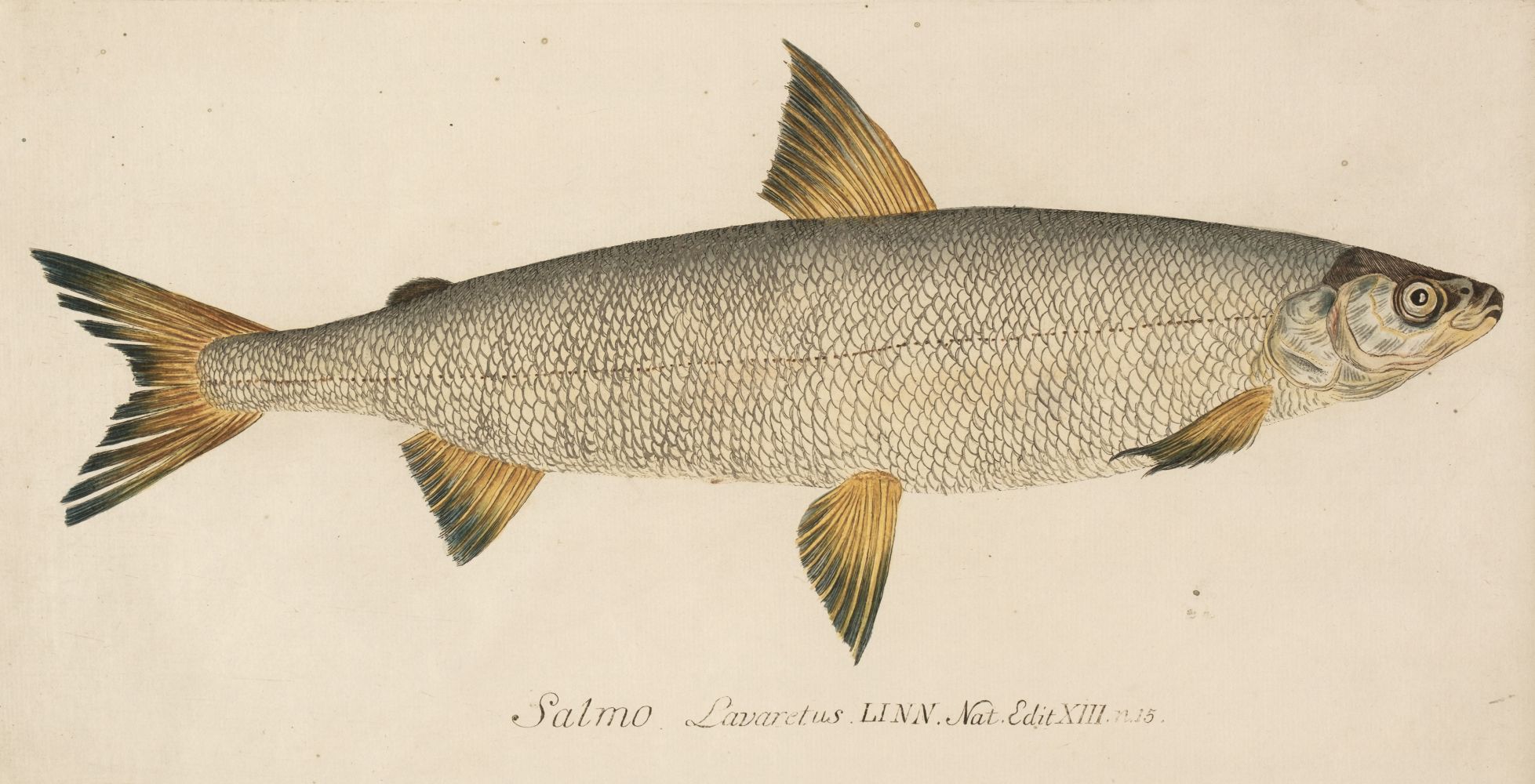Dominic Fish Lot 200 - Fish. A group of 4 hand-coloured engravings