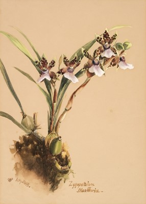 Lot 68 - Botanical Watercolours. Four Original Watercolours, 1879-87
