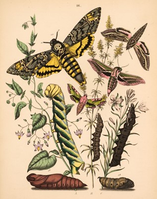Lot 48 - Kirby (W.F.) European Butterflies and Moths, 1882