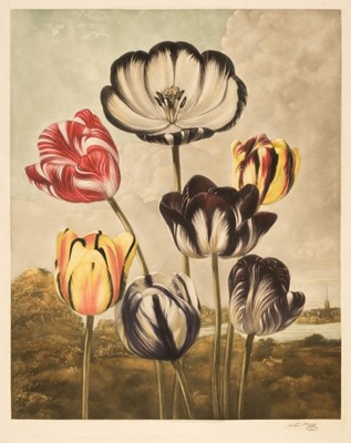Lot 93 - Hogg (Arthur). Tulips, Thomas Ross & Sons, 1947