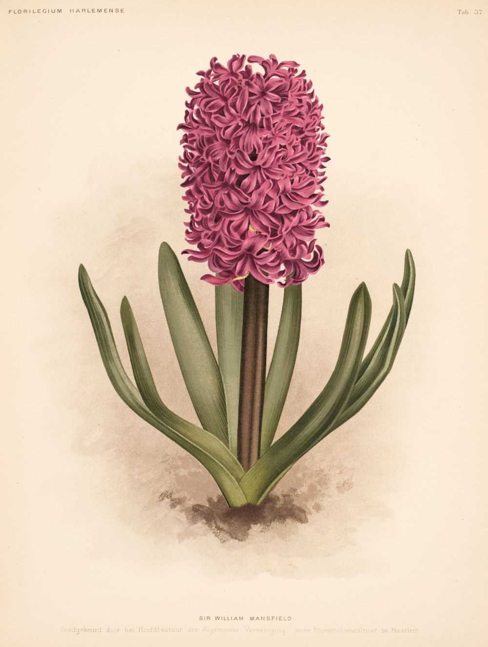 Lot 67 - Step (Edward, editor). Hardy Bulbous Plants, Florilegium Harlemense, 1908