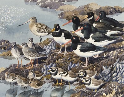 Lot 98 - Tunnicliffe (Charles Frederick, 1901-1979). At Low Tide