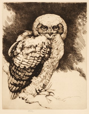 Lot 113 - Tuttle (Henry Emerson, 1890-1946). Young Great Horned Owl