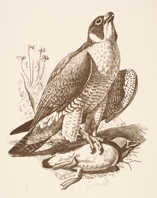 Lot 103 - Tunnicliffe (Charles Frederick, 1901-1979). Peregrine Falcon