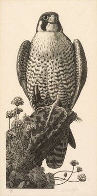 Lot 104 - Tunnicliffe (Charles Frederick, 1901-1979). Peregrine Falcon