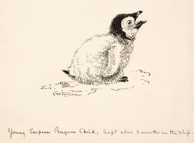 Lot 115 - Wilson (Edward Adrian, 1872-1912). Young Emperor Penguin Chick